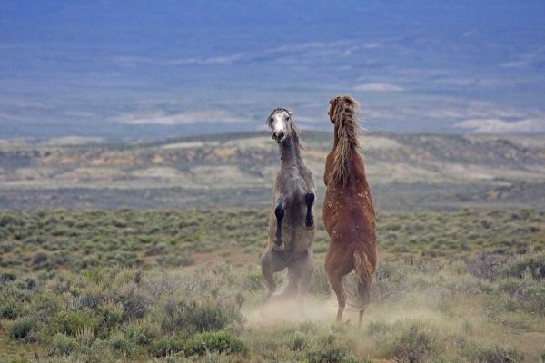 Colorado, Moffat County Two wild horses fighting
